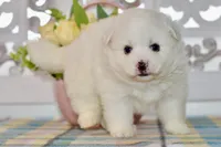 Lainey, a female American Eskimo for sale in Anderson, MO – Photo 1 of 8