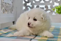 Lainey, a female American Eskimo for sale in Anderson, MO – Photo 5 of 8