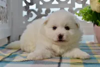 Lainey, a female American Eskimo for sale in Anderson, MO – Photo 8 of 8