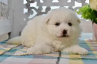 Lainey, a female American Eskimo for sale in Anderson, MO – Photo 6 of 8