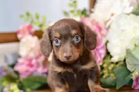 Nash, a female Miniature Dachshund for sale in Anderson, MO – 7 of 8