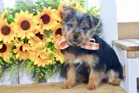 Fern, a female Silky Terrier for sale in Anderson, MO – 8 of 8
