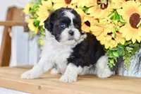 Karla, a female Shih Tzu for sale in Anderson, MO – 8 of 8