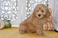 Jake, a male Miniature Goldendoodle for sale in Anderson, MO – 3 of 8