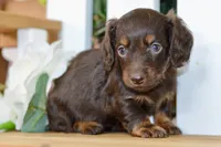 Harper, a female Dachshund for sale in Anderson, MO – 1 of 8