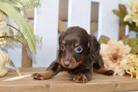 Crosby, a male Miniature Dachshund for sale in Anderson, MO – 4 of 6