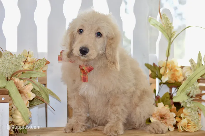 Jay – Miniature Goldendoodle puppy for sale in Anderson, MO