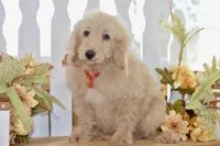 Jay, a male Miniature Goldendoodle for sale in Anderson, MO – 1 of 8