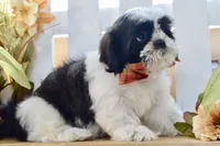 Kiara, a female Shih Tzu for sale in Anderson, MO – 8 of 8