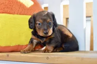Gwen, a female Dachshund for sale in Anderson, MO – 7 of 8
