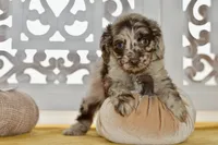 Thea, a female Cockapoo for sale in Anderson, MO – 8 of 8