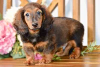 Aaron, a male Miniature Dachshund for sale in Anderson, MO – 3 of 8