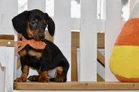 Sybel, a female Miniature Dachshund for sale in Anderson, MO – 2 of 8