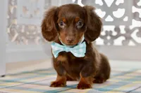 Nellie, a female Miniature Dachshund for sale in Anderson, MO – 1 of 8