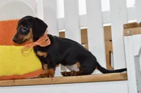 Sybel, a female Miniature Dachshund for sale in Anderson, MO – 8 of 8