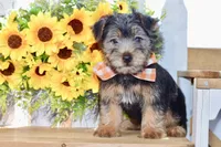 Felix, a male Silky Terrier for sale in Anderson, MO – 3 of 8