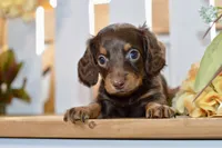 Claudine, a female Miniature Dachshund for sale in Anderson, MO – 6 of 8