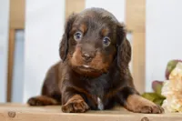 Sam, a male Miniature Dachshund for sale in Anderson, MO – 3 of 8