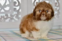 Brett, a male Shih Tzu for sale in Anderson, MO – 4 of 8