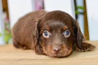 Drew, a male Miniature Dachshund for sale in Anderson, MO – 7 of 8