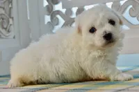 Gilbert, a male Bichon Frise for sale in Anderson, MO – 4 of 8