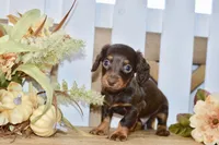 Carter, a male Miniature Dachshund for sale in Anderson, MO – 6 of 8