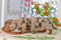 Lilla, a female Miniature Dachshund for sale in Anderson, MO – 3 of 8