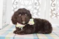 Claire, a female Cockapoo for sale in Anderson, MO – 6 of 8