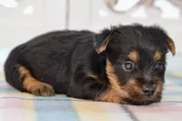 Fern, a female Silky Terrier for sale in Anderson, MO – 6 of 8