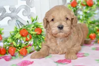 Jake, a male Miniature Goldendoodle for sale in Anderson, MO – 6 of 8