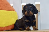 Grace, a female Dachshund for sale in Anderson, MO – 4 of 8
