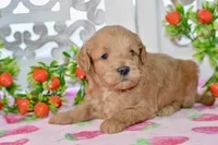 Jake, a male Miniature Goldendoodle for sale in Anderson, MO – 4 of 8