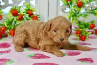 Josey, a female Miniature Goldendoodle for sale in Anderson, MO – 5 of 8