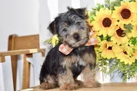 Felix, a male Silky Terrier for sale in Anderson, MO – 8 of 8