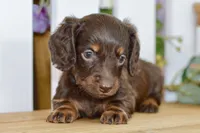 Harper, a female Dachshund for sale in Anderson, MO – 4 of 8