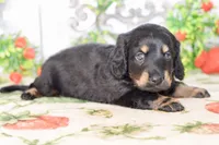 Marvin, a male Dachshund for sale in Anderson, MO – 4 of 8