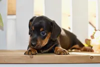 Sybel, a female Miniature Dachshund for sale in Anderson, MO – 4 of 8