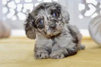 Thea, a female Cockapoo for sale in Anderson, MO – 3 of 8