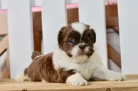 Banks, a male Shih Tzu for sale in Anderson, MO – 4 of 8
