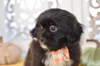 Polo, a female Shihpoo for sale in Anderson, MO – 2 of 10