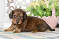 Darla, a female Miniature Dachshund for sale in Anderson, MO – 8 of 8