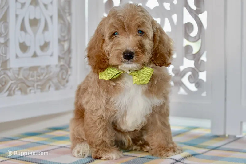Tim – Cockapoo puppy for sale in Anderson, MO