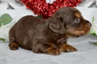 Morgan, a female Miniature Dachshund for sale in Anderson, MO – Photo 3 of 8