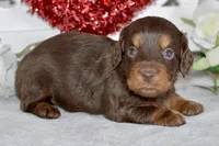 Morgan, a female Miniature Dachshund for sale in Anderson, MO – Photo 2 of 8