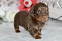 Morgan, a female Miniature Dachshund for sale in Anderson, MO – Photo 4 of 8