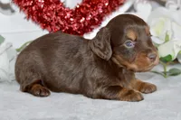 Morgan, a female Miniature Dachshund for sale in Anderson, MO – Photo 6 of 8