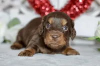 Morgan, a female Miniature Dachshund for sale in Anderson, MO – Photo 8 of 8