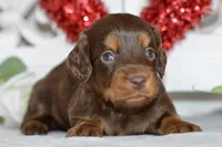 Morgan, a female Miniature Dachshund for sale in Anderson, MO – Photo 5 of 8