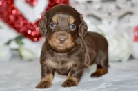 Morgan, a female Miniature Dachshund for sale in Anderson, MO – Photo 1 of 8