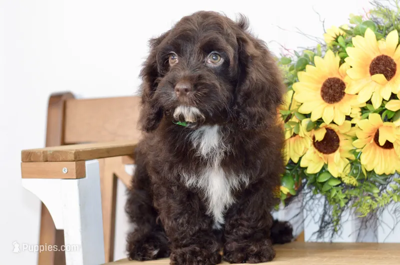 Claudia – Cockapoo puppy for sale in Anderson, MO